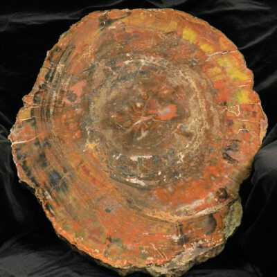 Petrifed Wood Araucaria