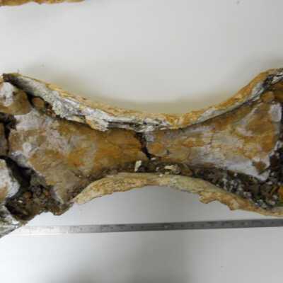 Triceratops (Leg)
