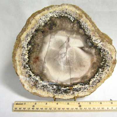 Petrified Wood