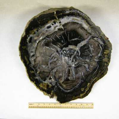 Limb Cast