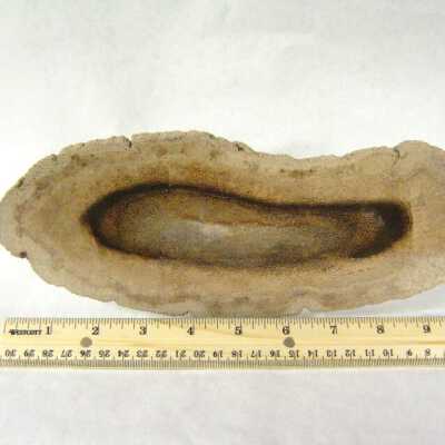Petrified Wood