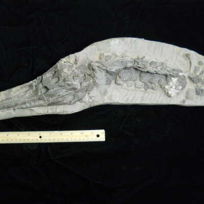 Gavialosuchus