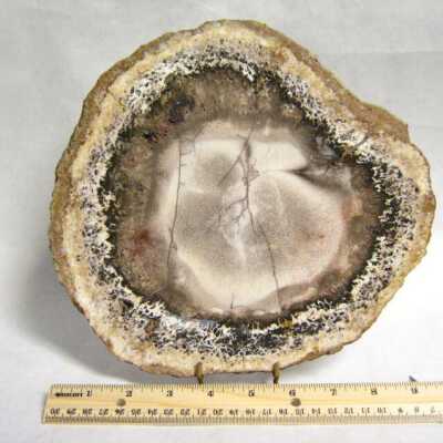 Petrified Wood