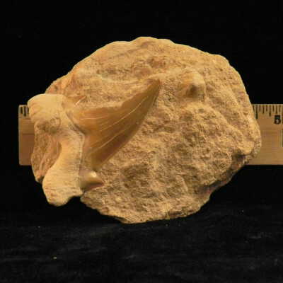 Mackerel Shark (tooth)