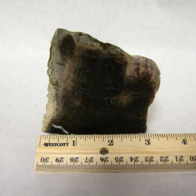 Petrified Wood