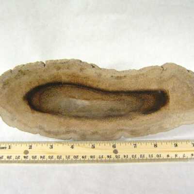 Petrified Wood