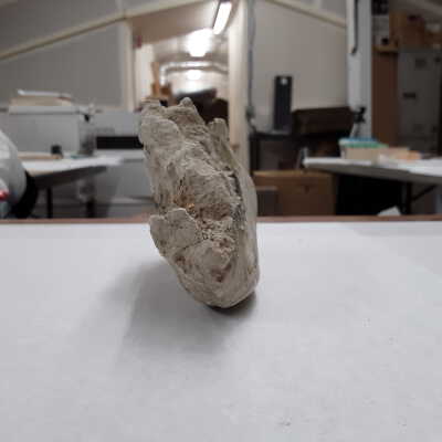 Anterior view of specimen