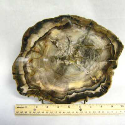 Petrified Wood