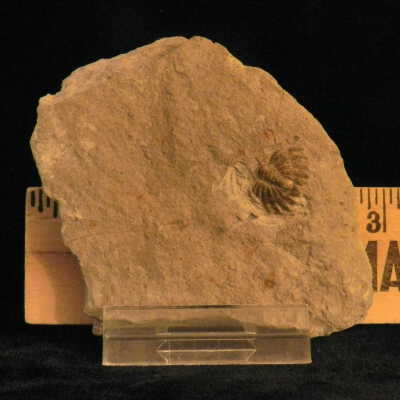 Trilobite