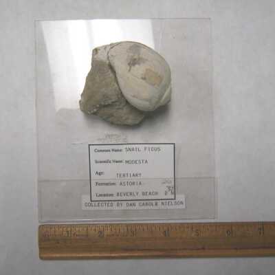 "Modesta" (Gastropod)