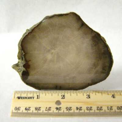 Petrified Wood