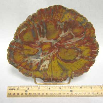 Limb Cast
