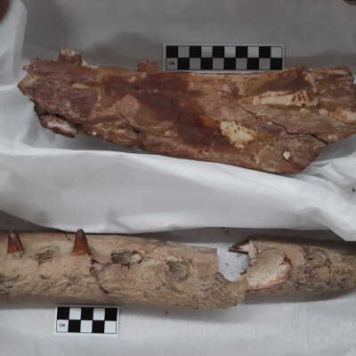 Mosasaur(?) Jaw