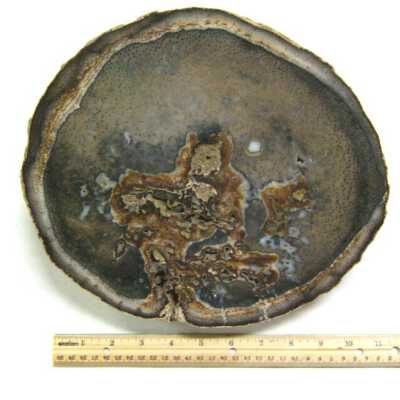 Petrified Wood