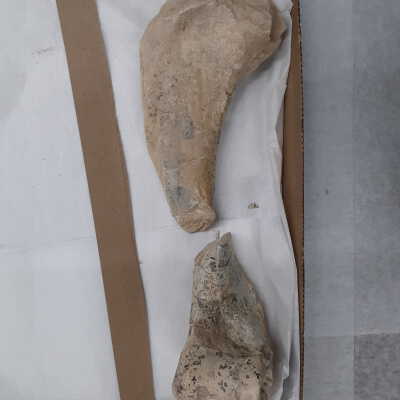 Oligocene Camelid(?) Humerus