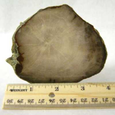Petrified Wood