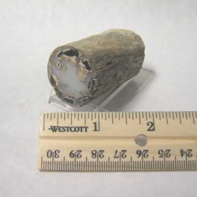 Limb Cast