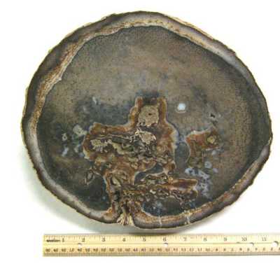Petrified Wood
