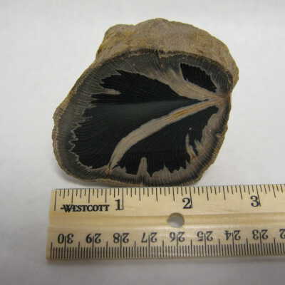 Sycamore