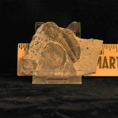 Trilobite