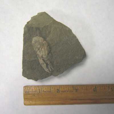 Fossil Decapod