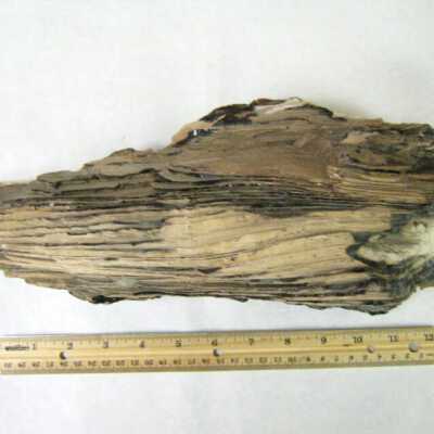 Petrified Wood