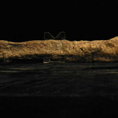 Camarasaurus