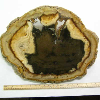 Palm