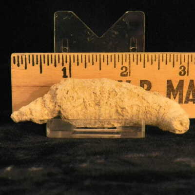 Crinoid (stem)