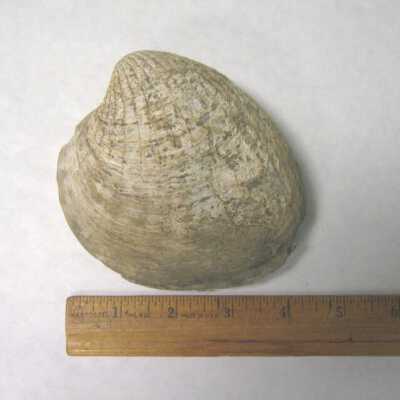 Cardia(?) (Bivalve)