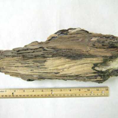 Petrified Wood