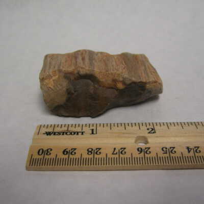 Petrified Wood Knapped Into a Tool