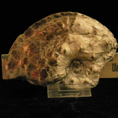 Ammonite
