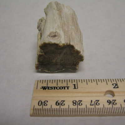 Petrified Wood