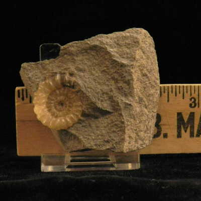 Ammonite
