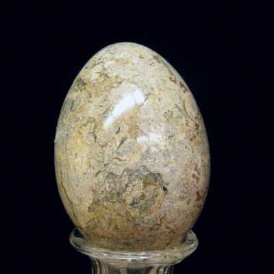 Fossil Stone Egg