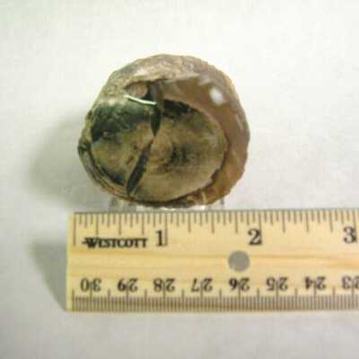 Petrified Wood