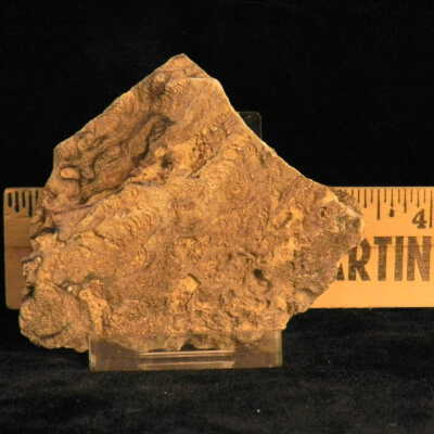 Stromatolite