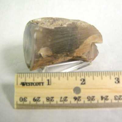 Petrified Wood