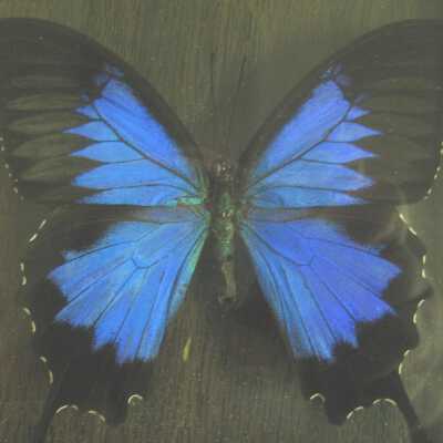 Blue Mountain Butterfly