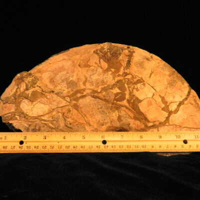Ammonite