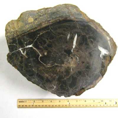 Limb Cast