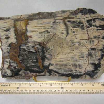 Petrified Wood