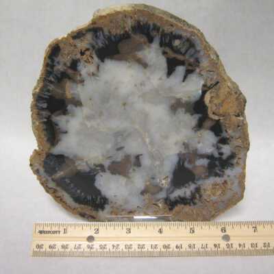 Limb Cast