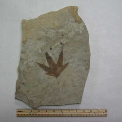 Sycamore Leaf