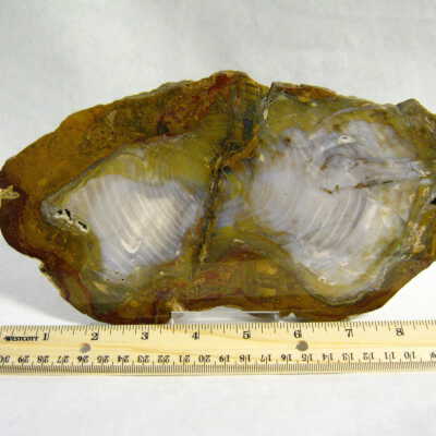 Petrified Wood
