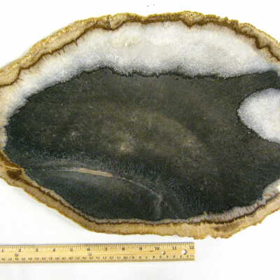 Palm