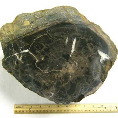 Limb Cast