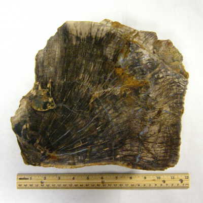 Petrified Wood