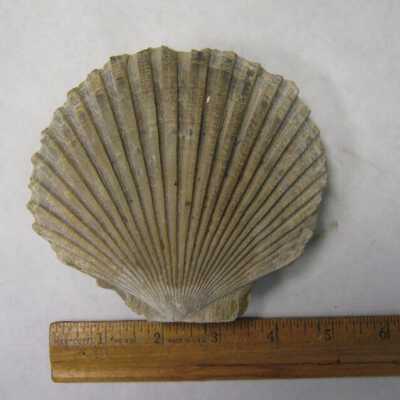 Pecten (Bivalve)